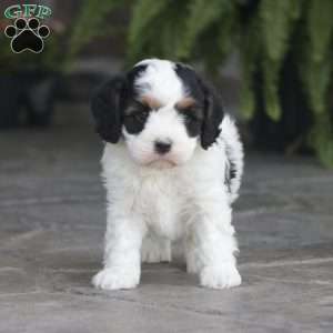 Finn, Cavapoo Puppy